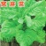 龙盛莴麻菜种子窝鸡菜种籽叶用莴苣曲麻菜种生菜阳台四季蔬菜