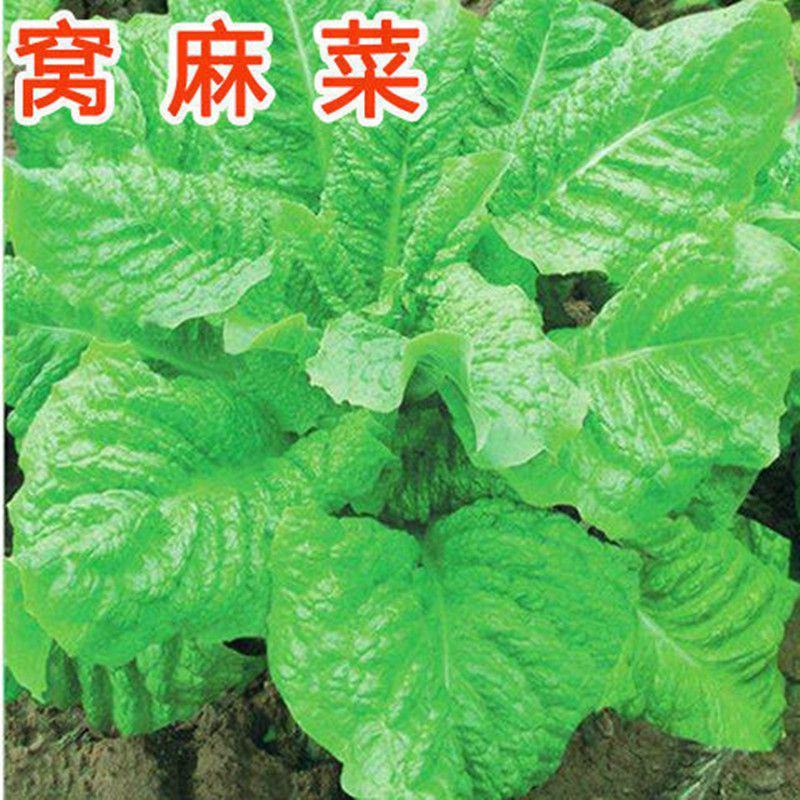 龙盛莴麻菜种子窝鸡菜种籽叶用莴苣曲麻菜种生菜阳台四季蔬菜