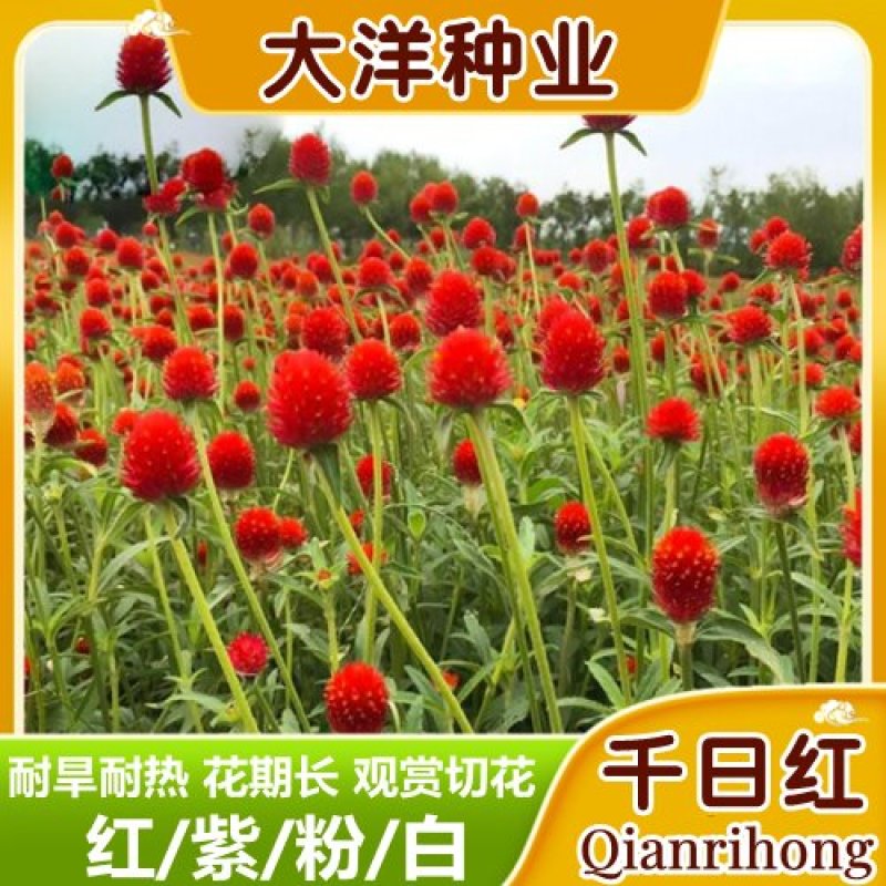千日红千日紫种千日白千日粉种子四季花卉种子庭院易种火球花