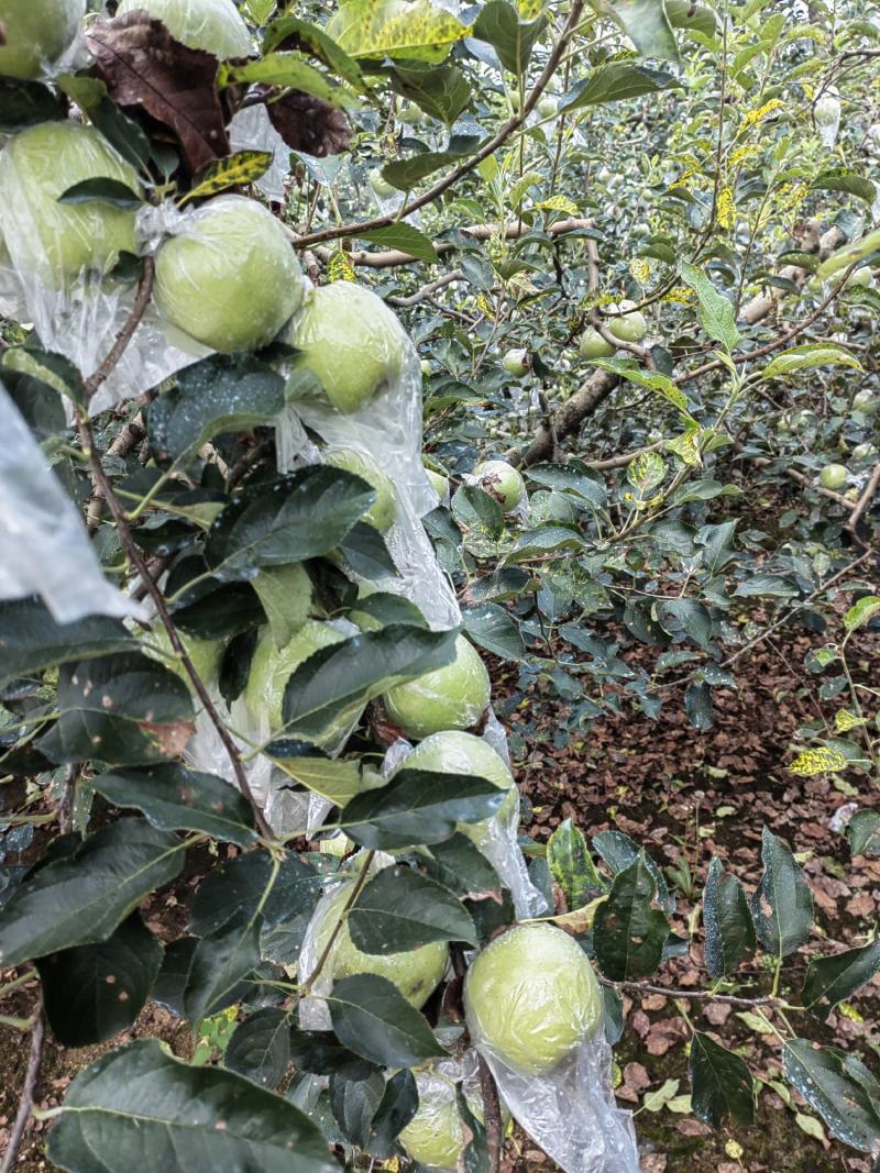 黄金帅苹果产地批发黄金帅苹果大量上市货源充足全国发货