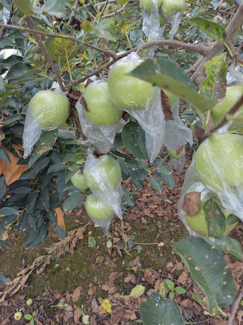 黄金帅苹果产地批发黄金帅苹果大量上市货源充足全国发货