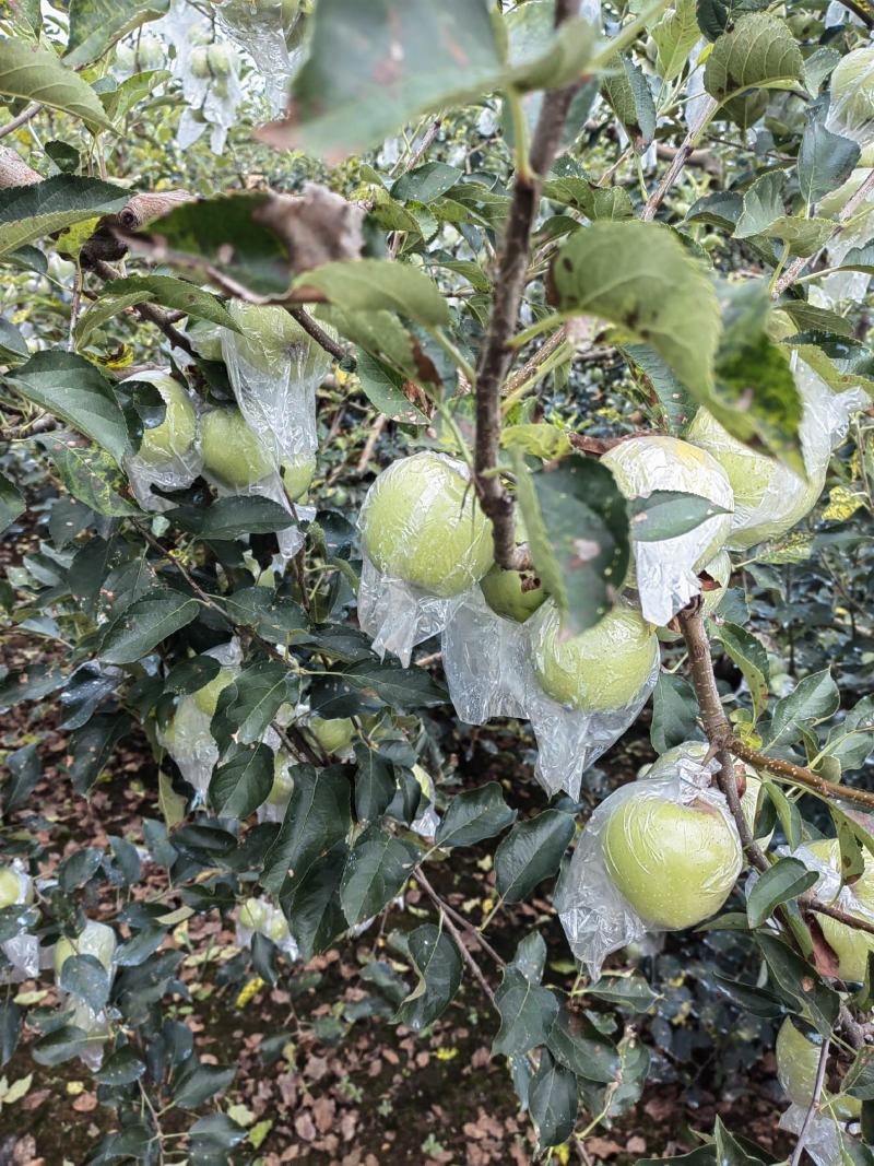 黄金帅苹果产地批发黄金帅苹果大量上市货源充足全国发货