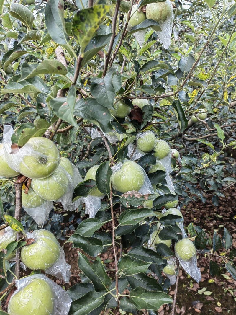 黄金帅苹果产地批发黄金帅苹果大量上市货源充足全国发货