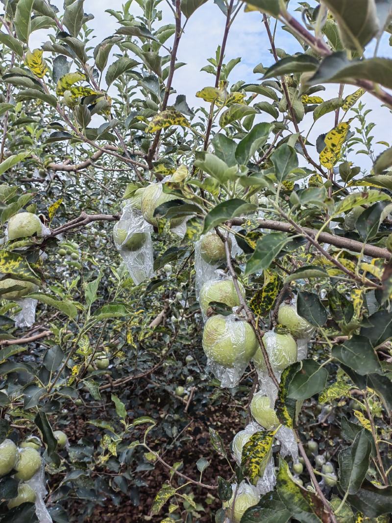 黄金帅苹果产地批发黄金帅苹果大量上市货源充足全国发货