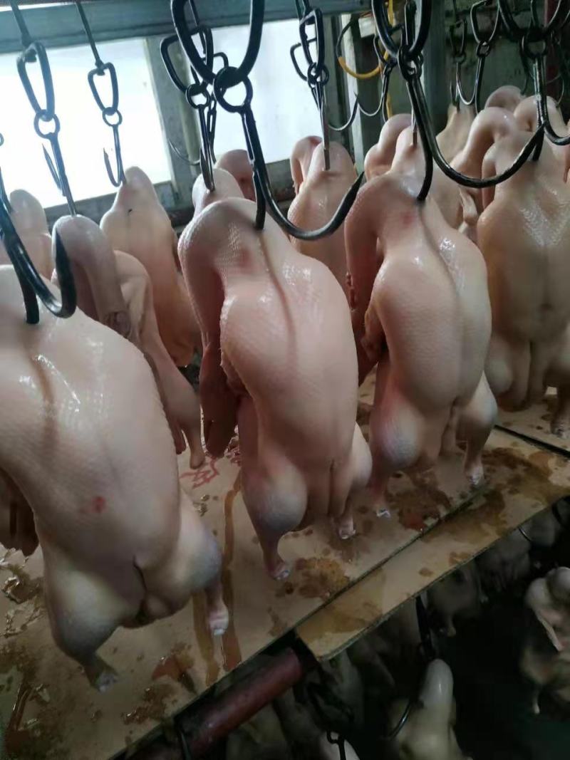 鸭胚烤鸭胚北京烤鸭胚板鸭烤鸭胚多种药材腌制