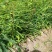 余甘果苗，直生裸根苗，袋装直生苗，有嫁接多个品种苗