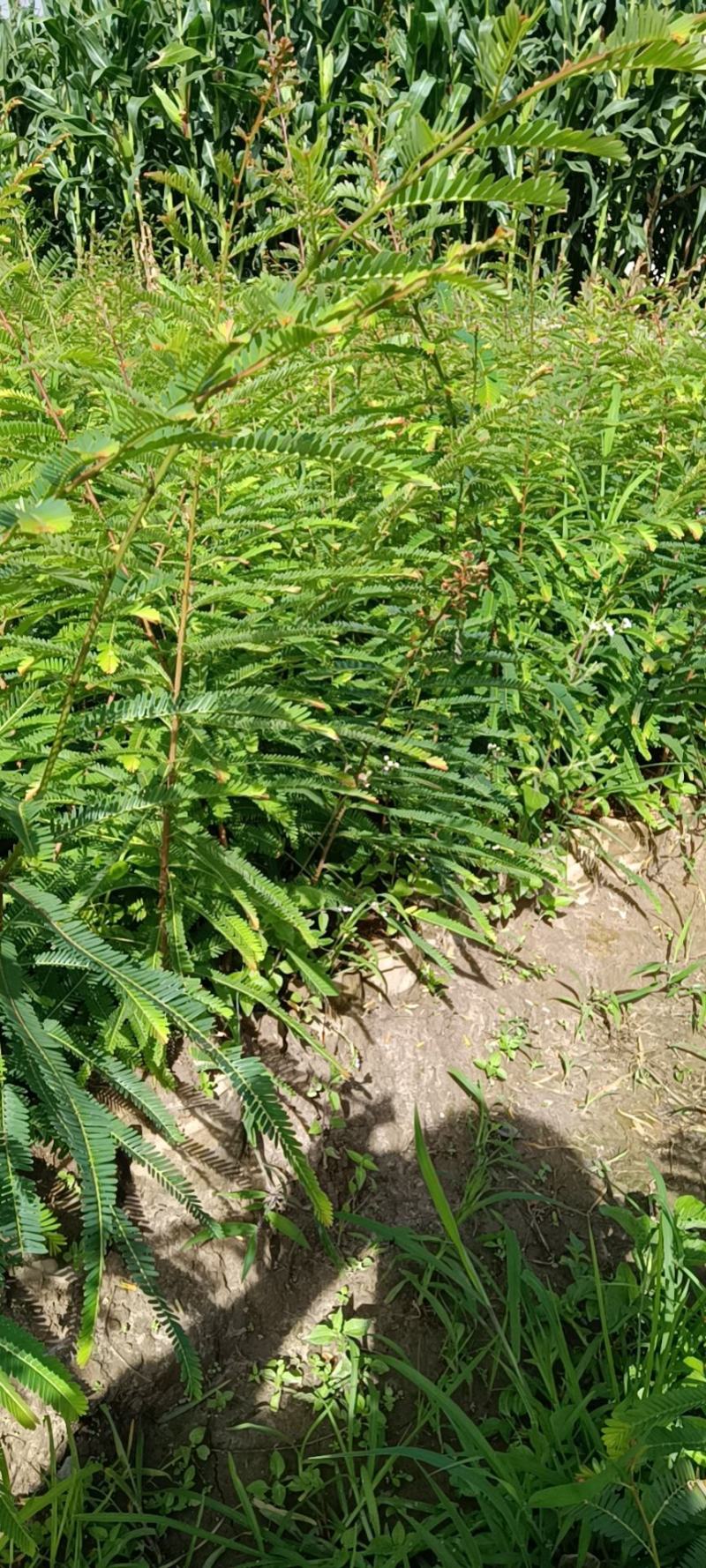 余甘果苗，直生裸根苗，袋装直生苗，有嫁接多个品种苗