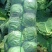 精品黄心大白菜、青杂大白菜、包菜等基地货直供，欢迎长期合