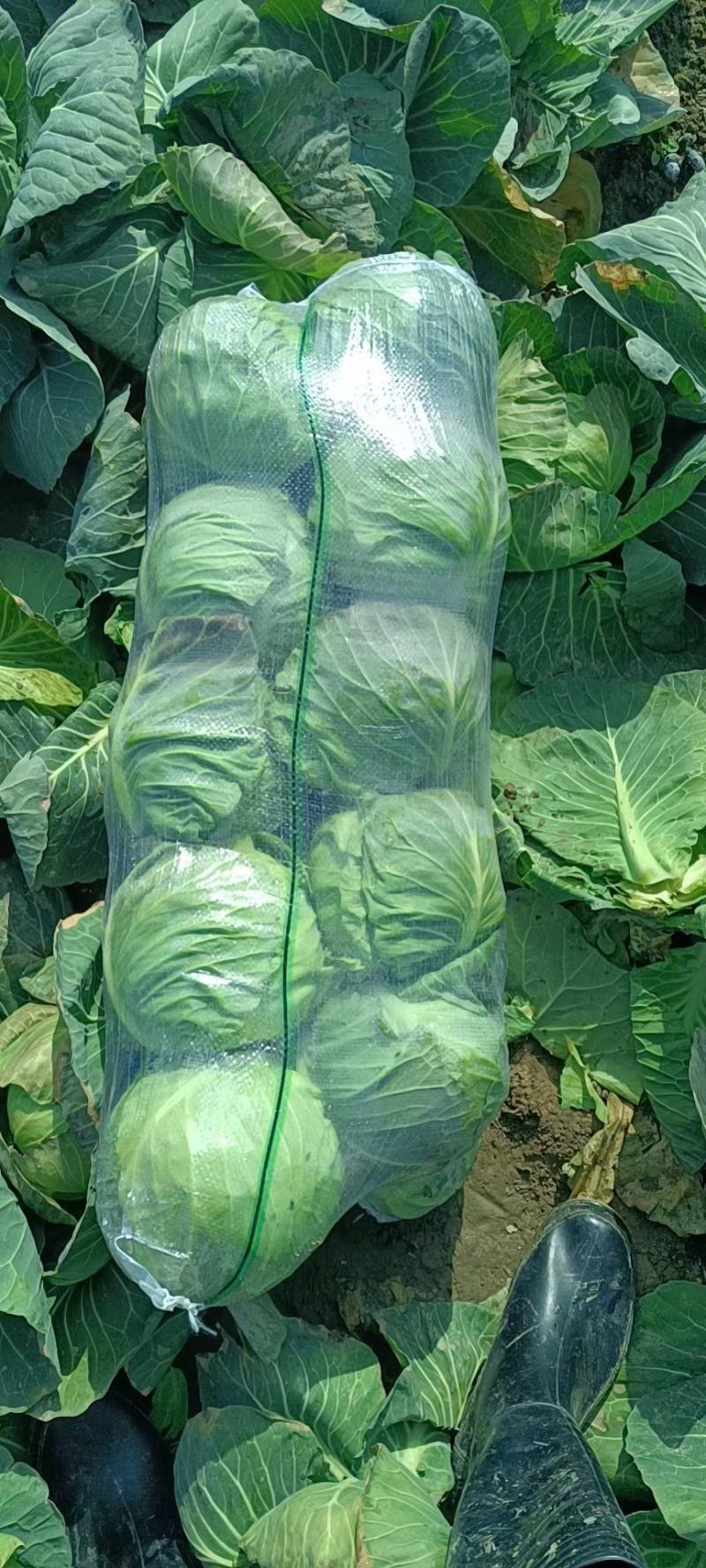 精品黄心大白菜、青杂大白菜、包菜等基地货直供，欢迎长期合