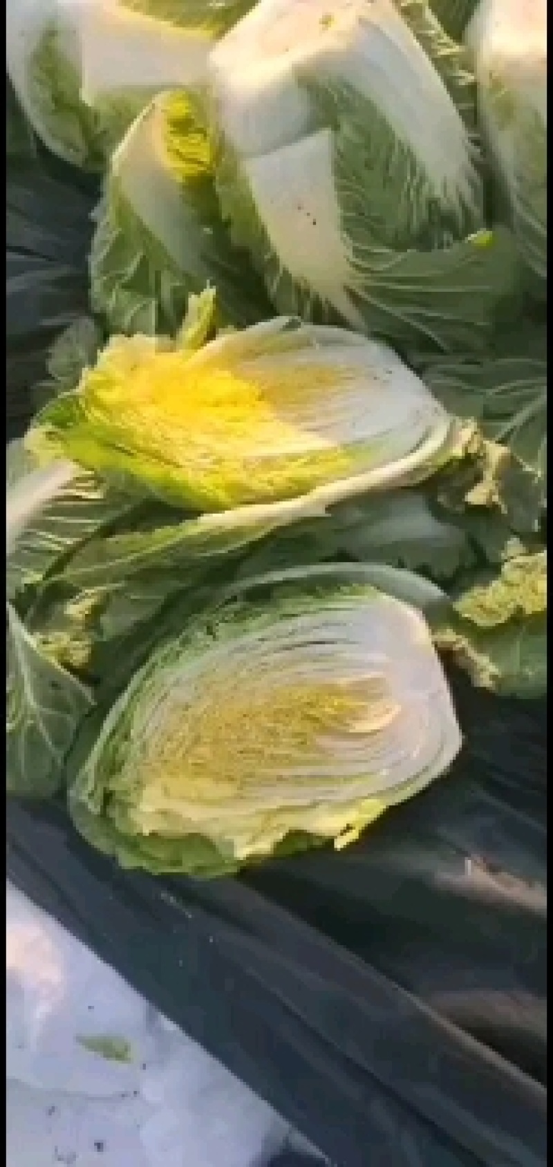 精品黄心大白菜、青杂大白菜、包菜等基地货直供，欢迎长期合