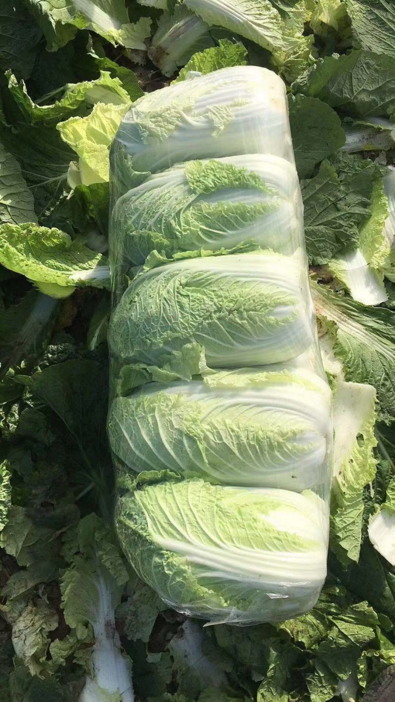 精品黄心大白菜、青杂大白菜、包菜等基地货直供，欢迎长期合