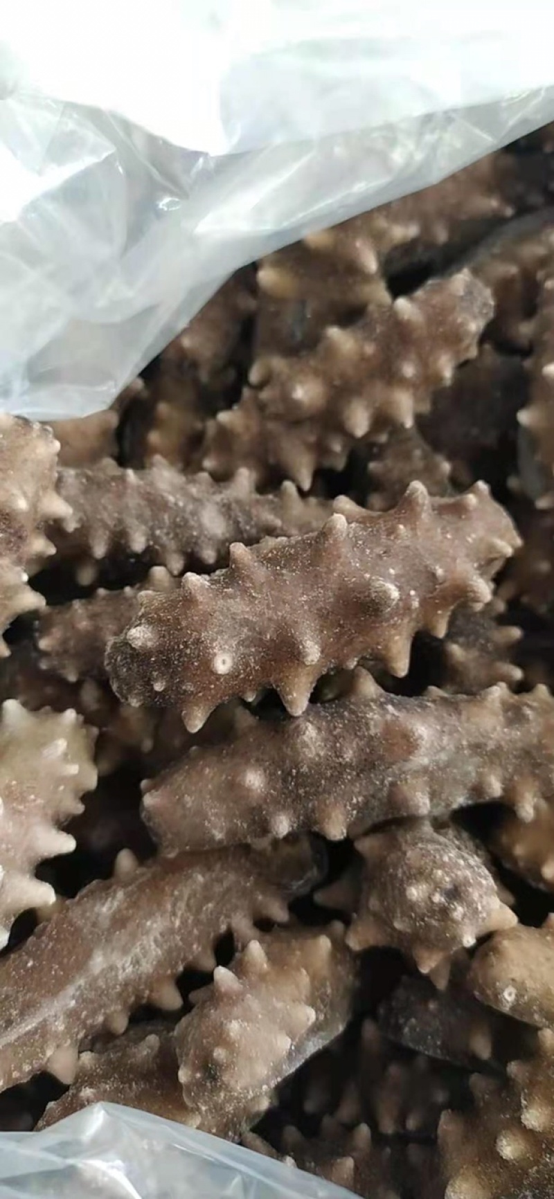 即食海参刺参
