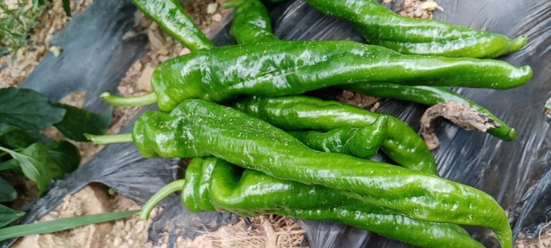 贵州高山种植鲜辣椒