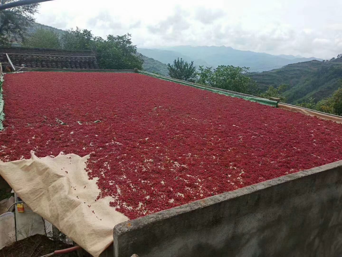 一串串红色螺丝椒挂在竹竿上晾晒,阳光透过辣椒,呈现出通透的红色,背景为乡村院落 晒干的红色螺丝椒