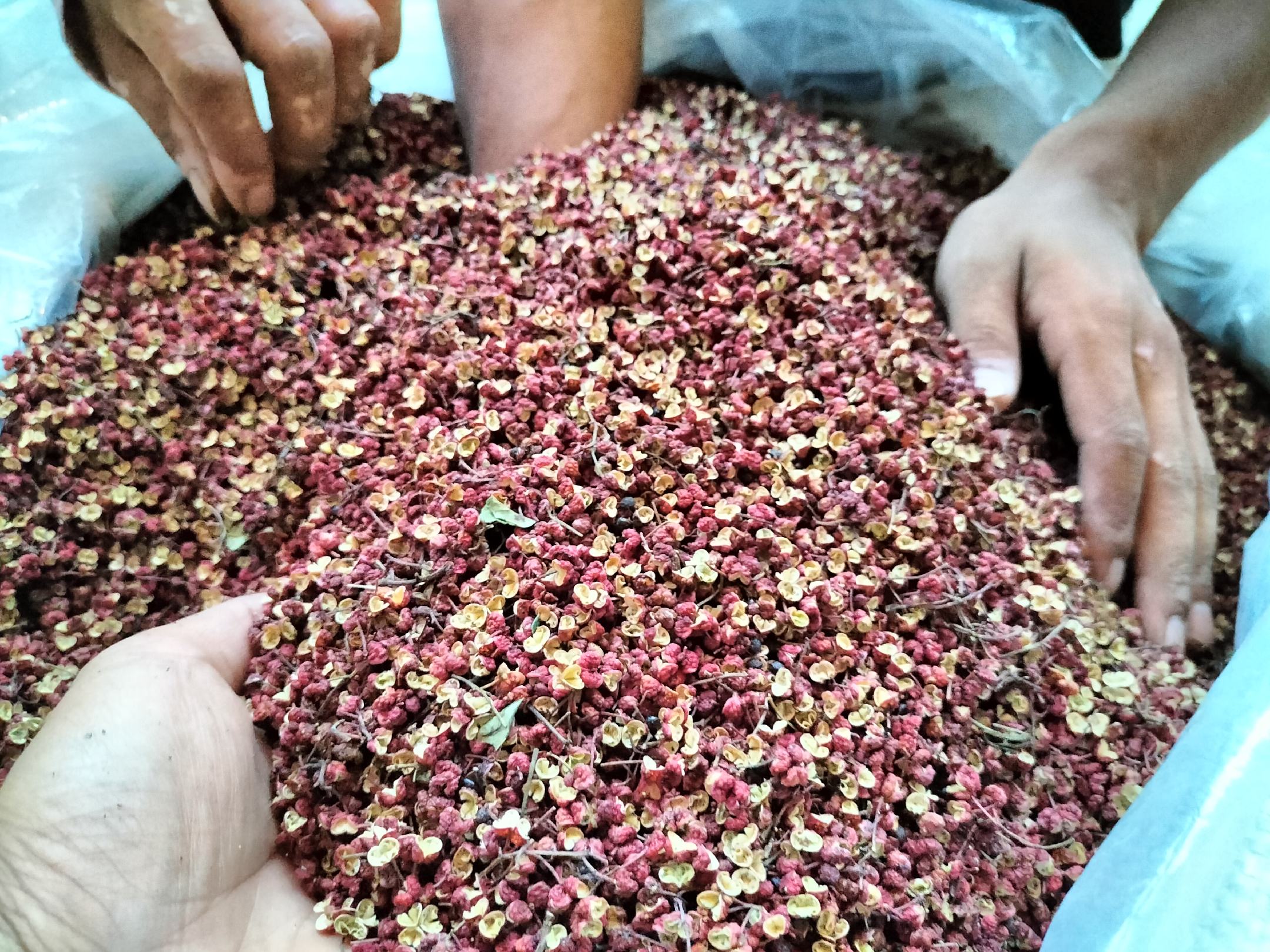 展示花椒木在锅中水煮后,工人正在用刮刀去除树皮的过程 花椒木水煮去皮过程