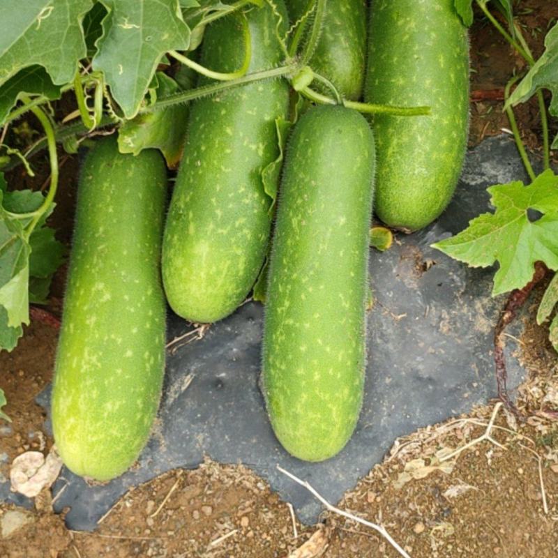 新苗毛节瓜，新鲜上市