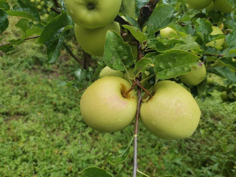四川省小金县金冠苹果，生长在海拔2000米的原生态苹果