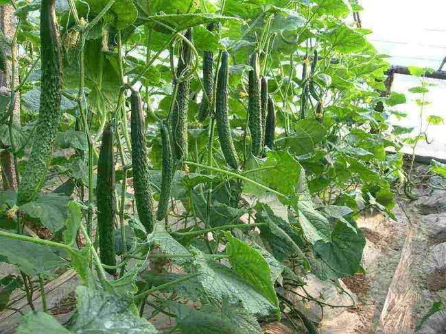 黄瓜与健康饮食搭配图