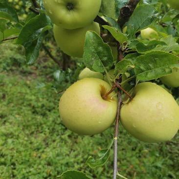 四川省小金县金冠苹果，生长在海拔2000米的原生态苹果