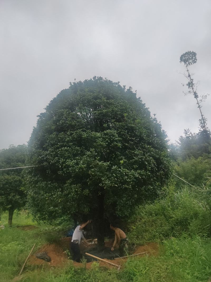 桂花树各种苗木