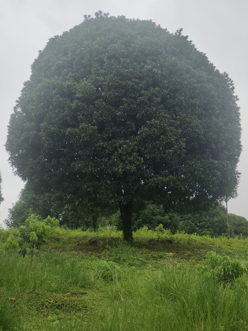 桂花树各种苗木