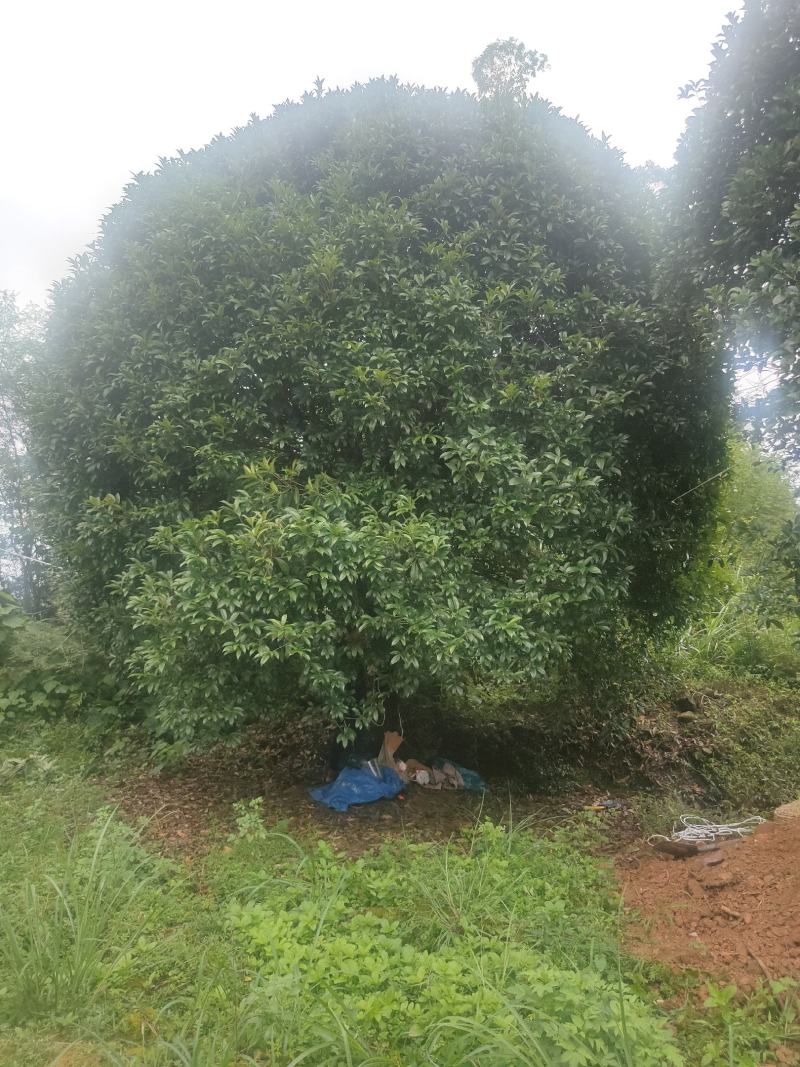 桂花树各种苗木