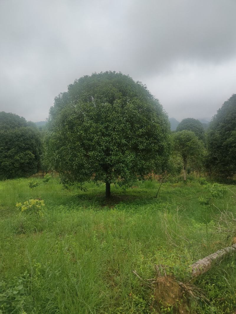 桂花树各种苗木