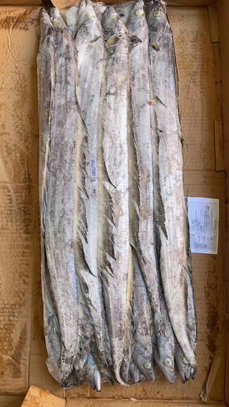 300/500带鱼B带破肚带鱼便宜带鱼1斤带鱼