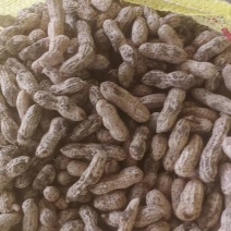 红米四粒鲜花生