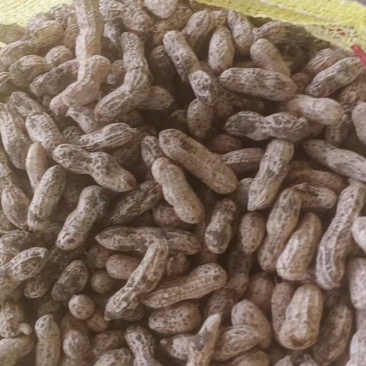 红米四粒鲜花生