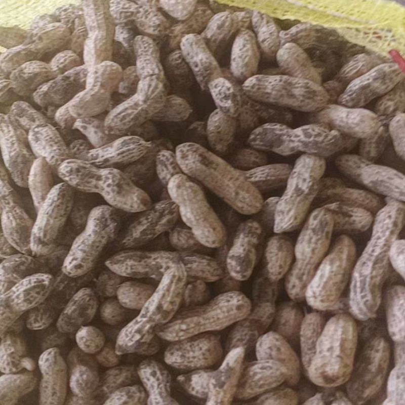 红米四粒鲜花生