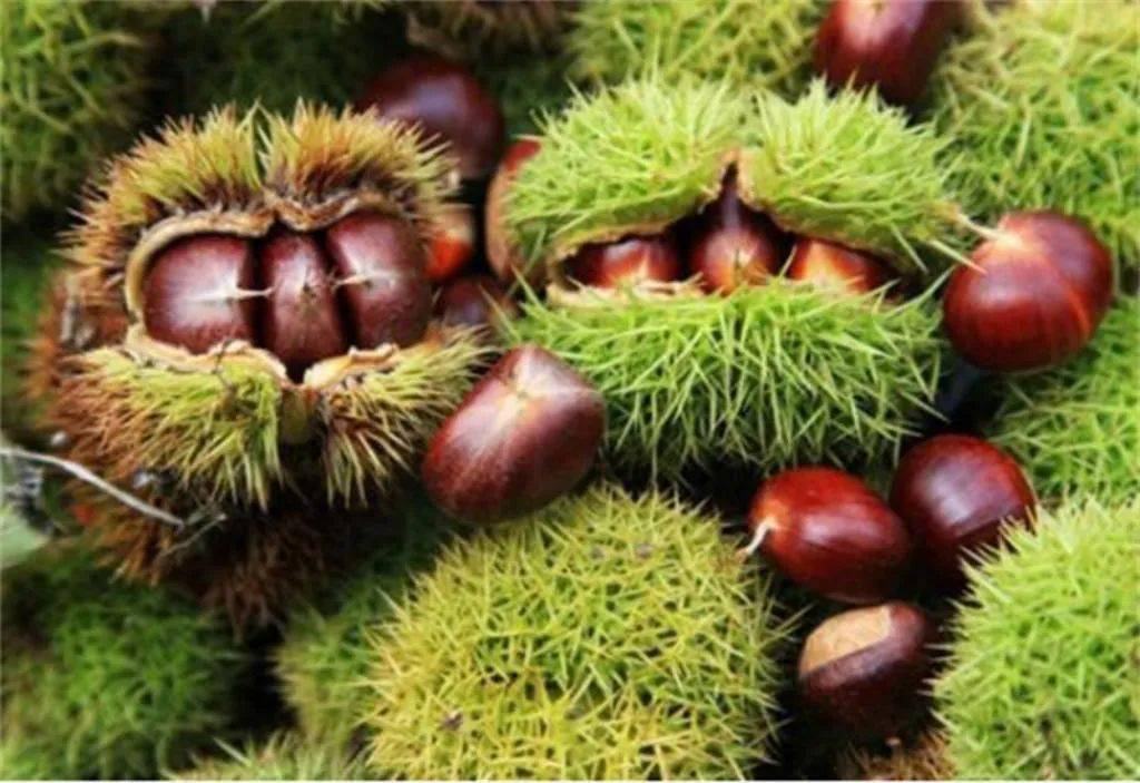 一位农民正在山林中采摘成熟的栗子,手中拿着带刺的栗子果实,背景为秋日山林 农民采摘栗子