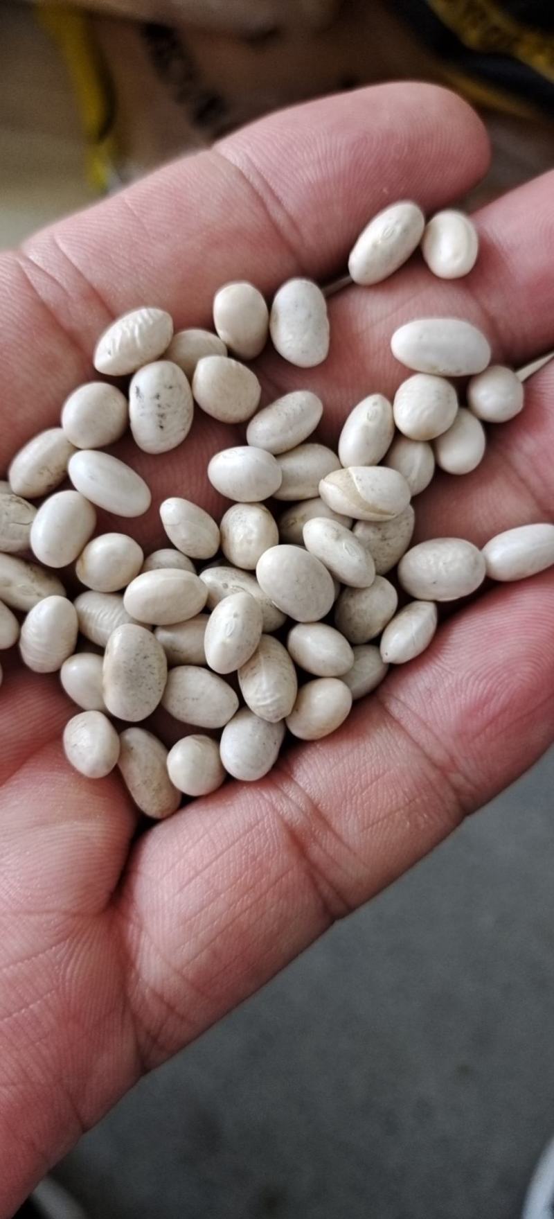 白芸豆现货批发白芸豆豆沙馅食品料五谷杂粮袋装50斤