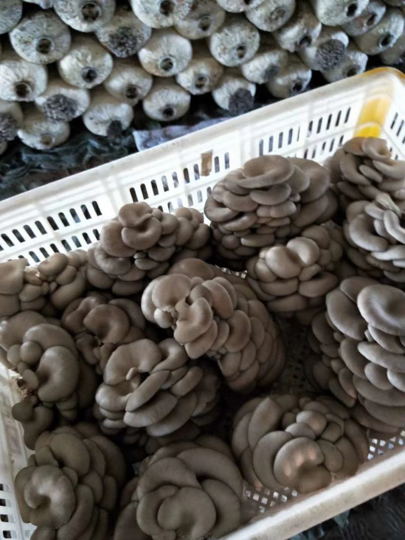 平菇熟料菌棒，25*52！长好七斤多，两头套环出菇