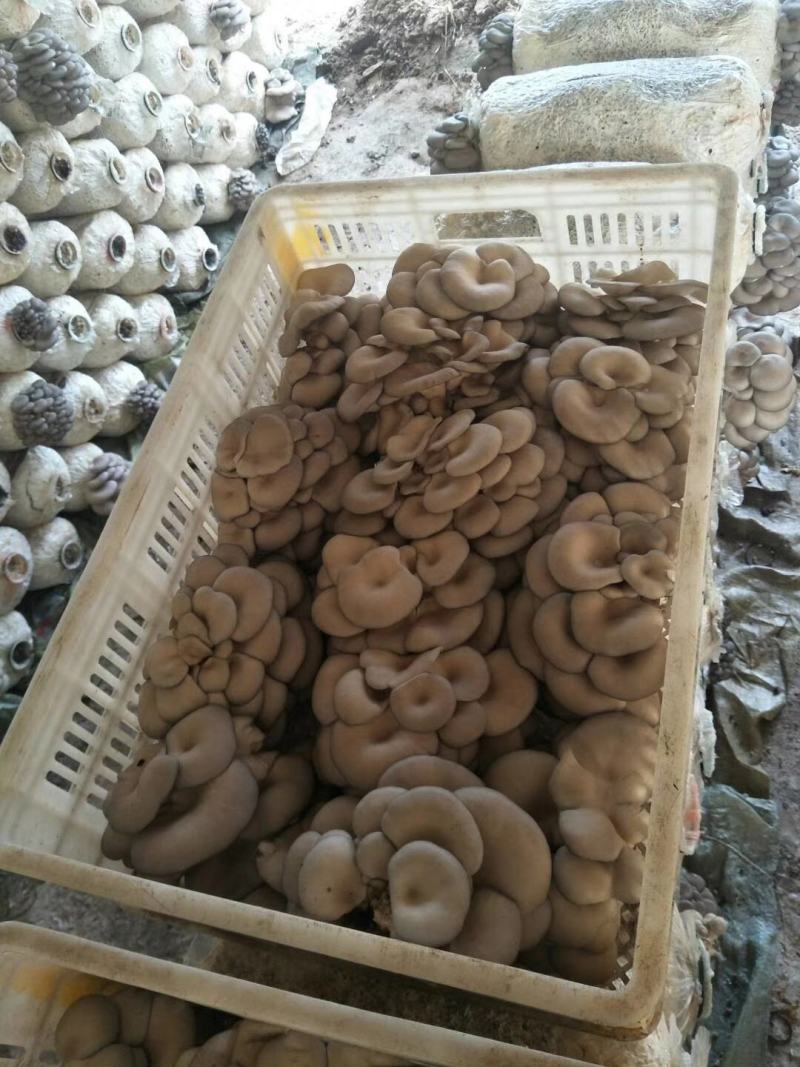 平菇熟料菌棒，25*52！长好七斤多，两头套环出菇