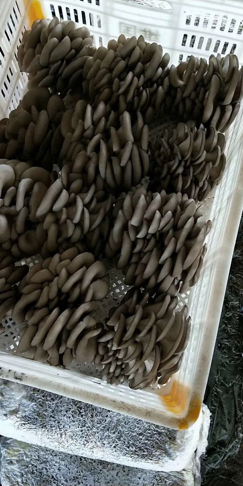 平菇熟料菌棒，25*52！长好七斤多，两头套环出菇