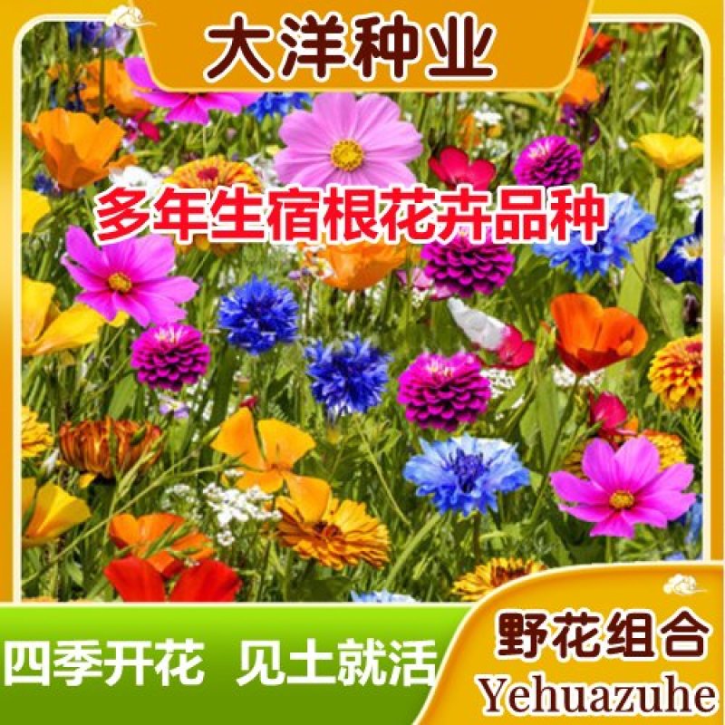 野花组合种子多年生四季开花不断花海庭院景观绿化园艺花卉