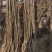 秋月梨树苗南北方种植嫁接冰糖雪梨糖水梨秋月梨香酥红梨秋月
