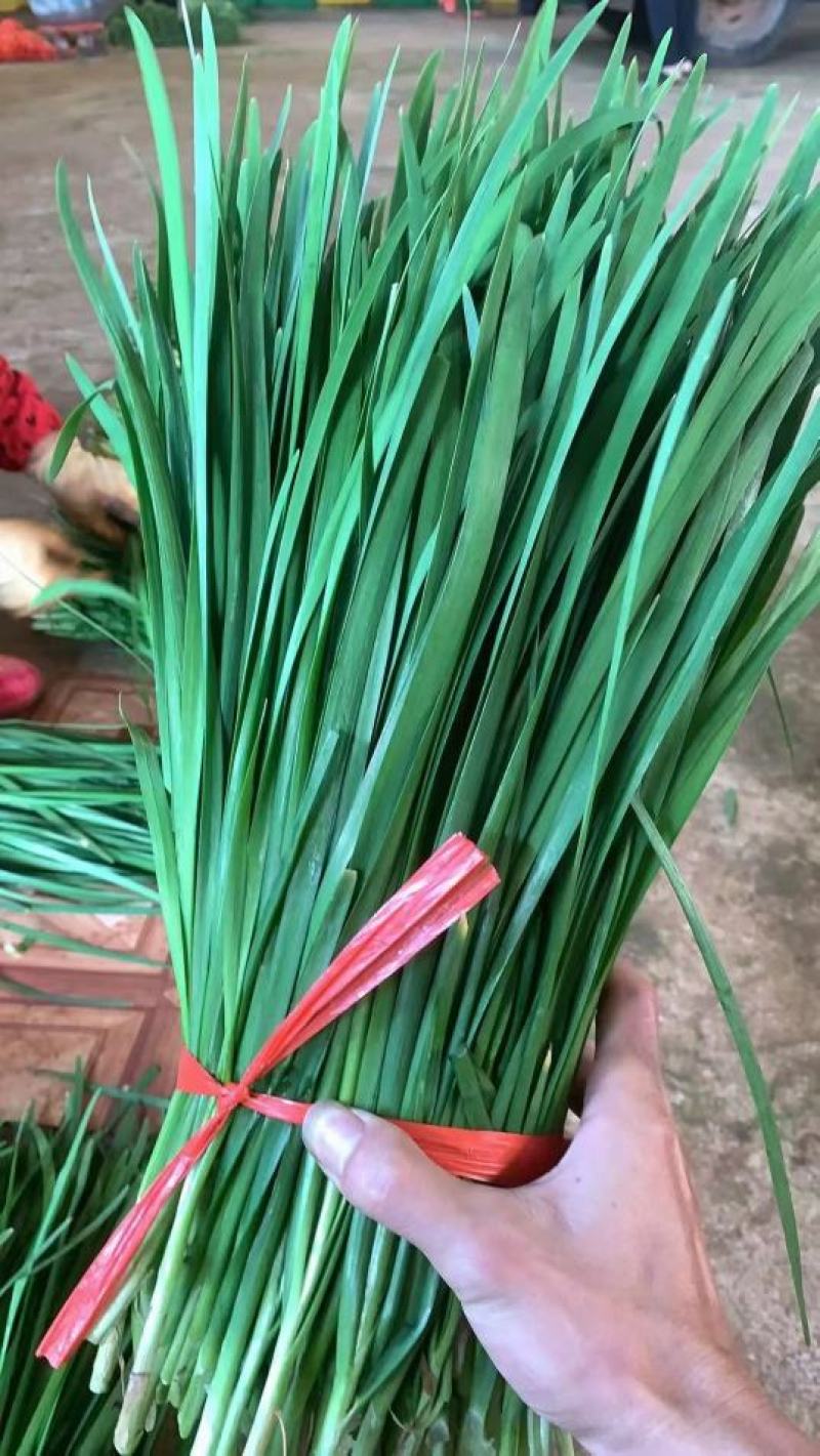 好货韭菜