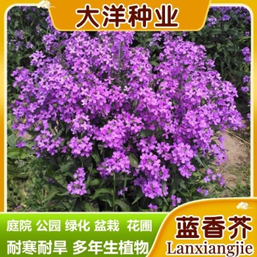 蓝香芥种子紫色花海耐寒耐阴宿根花卉种子庭院花坛观赏