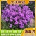 蓝香芥种子紫色花海耐寒耐阴宿根花卉种子庭院花坛观赏