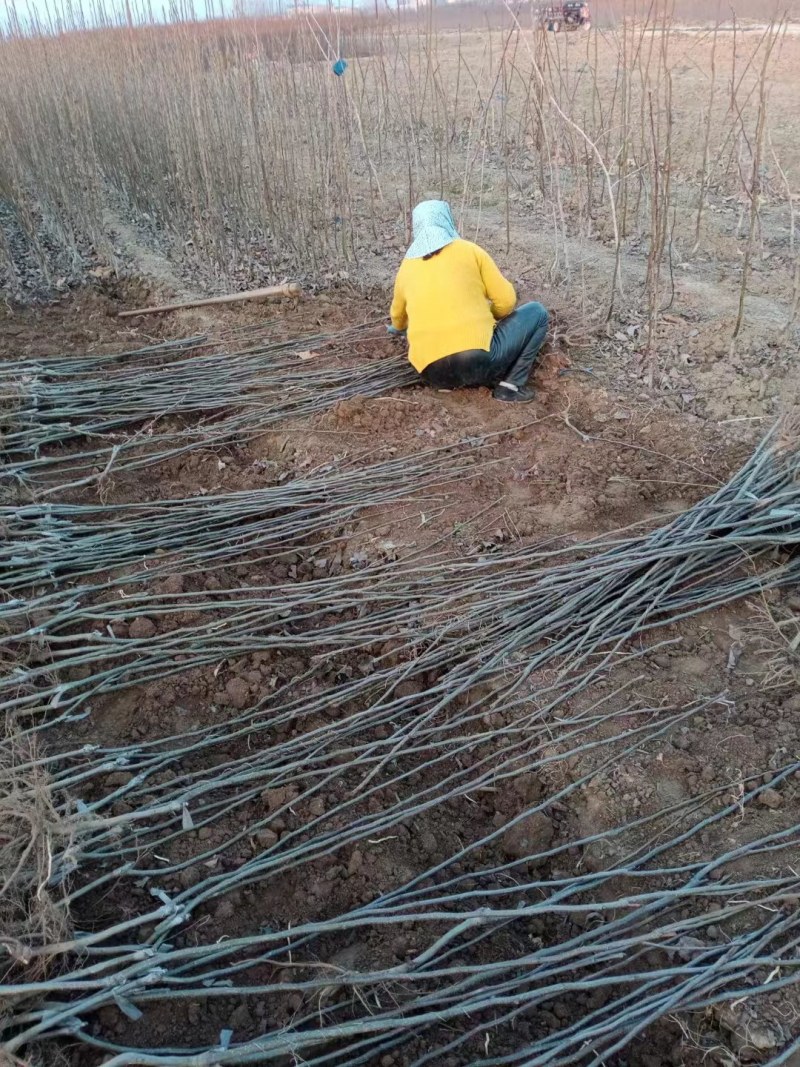 秋月梨树苗果树苗梨树树苗当年可结果苗晚秋秋月梨树苗嫁接