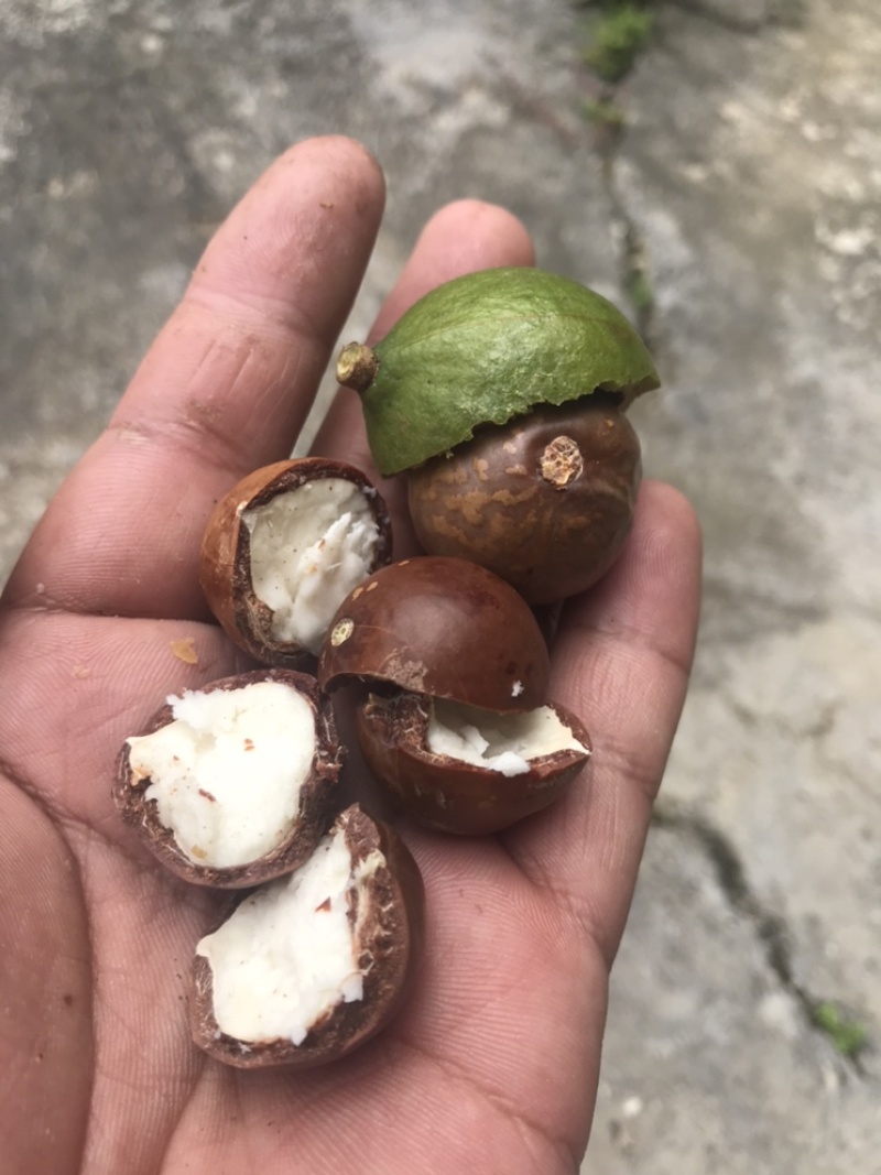 怕上火，就来点奥州坚果，又营养健康又美味