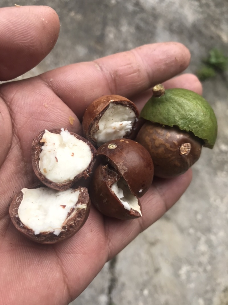 怕上火，就来点奥州坚果，又营养健康又美味
