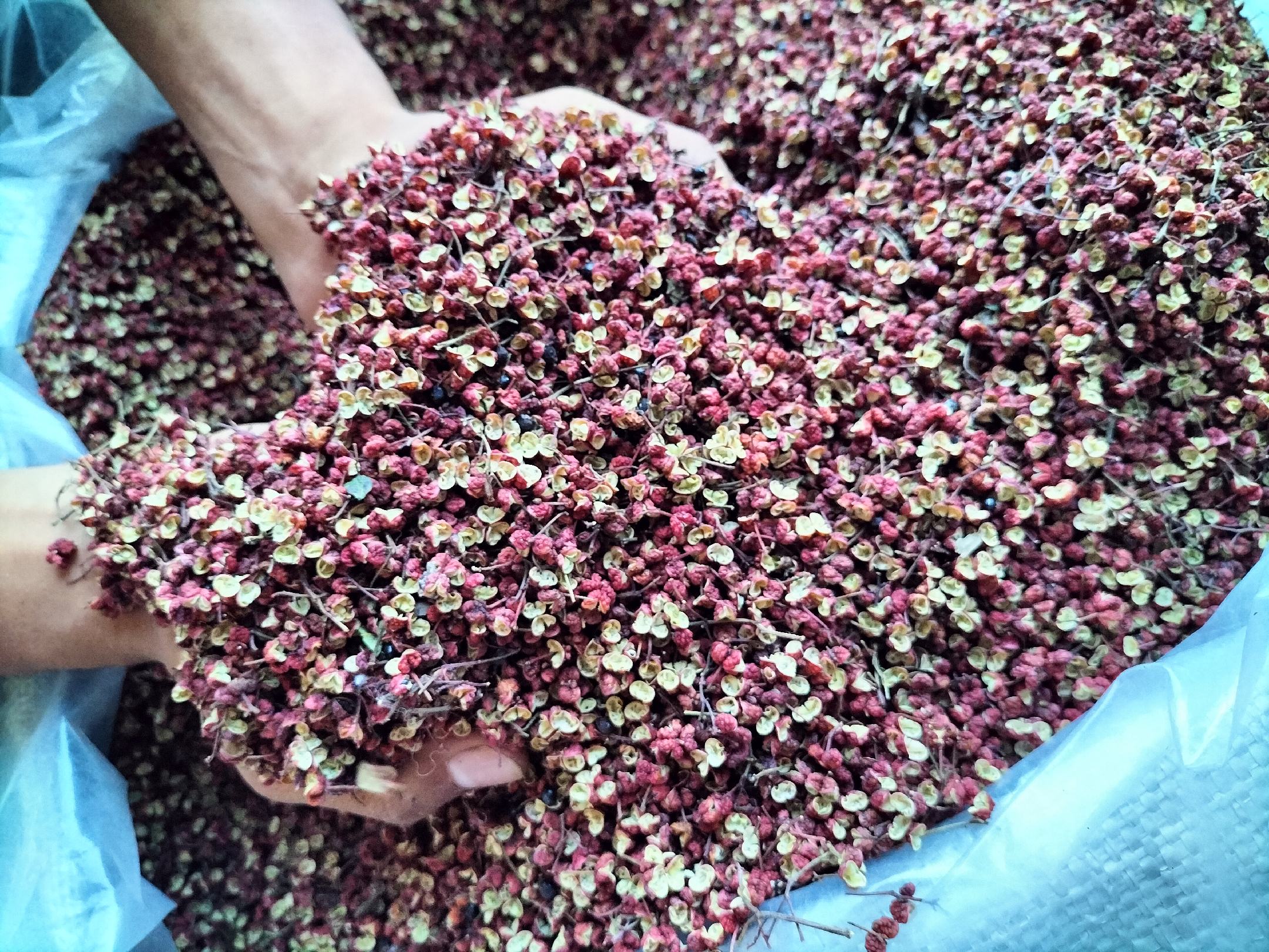 汉源藤椒油生产线