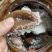 广东柠檬基地直供咸柠檬