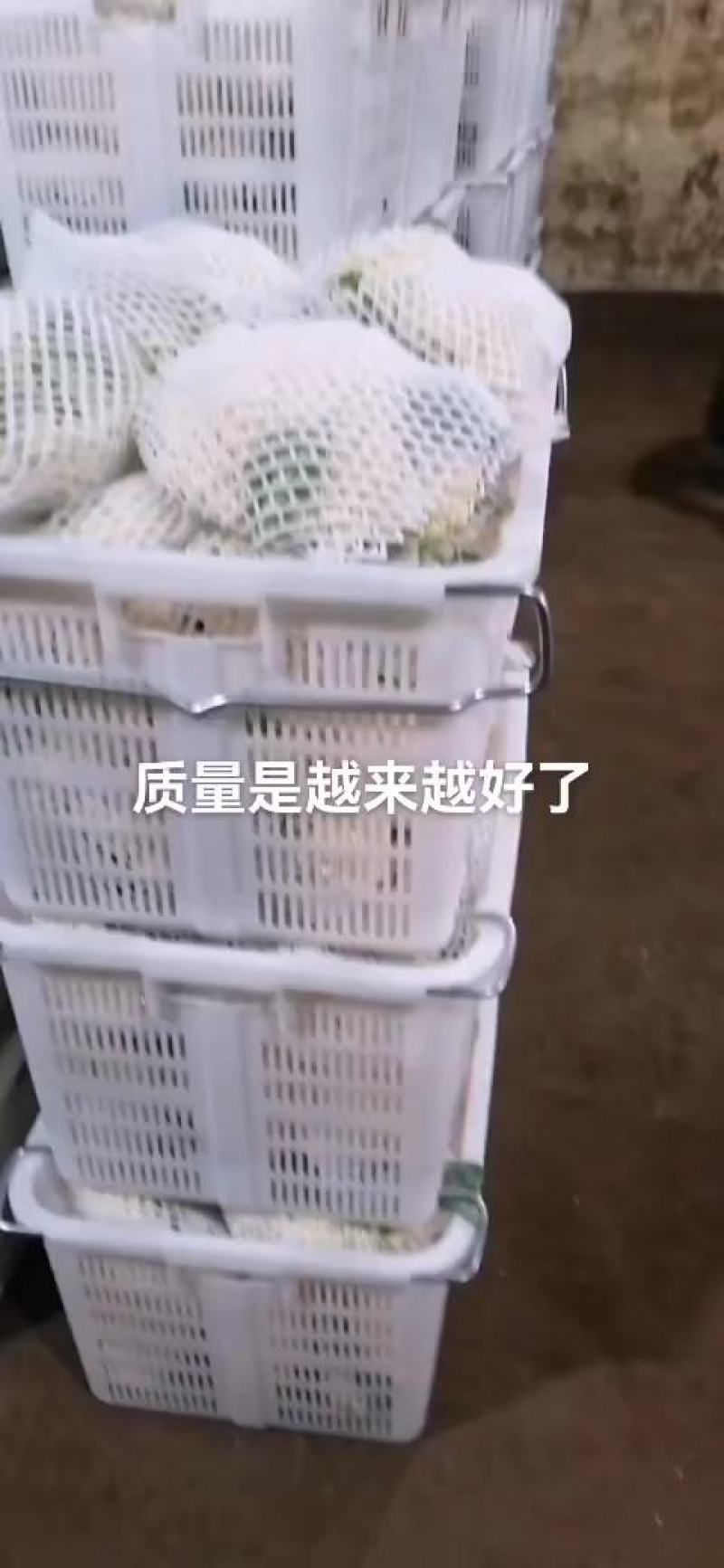 菜花