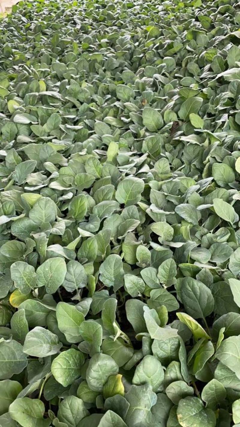 广东惠州长茄苗茄子苗供应江门茂名中山等地欢迎来电