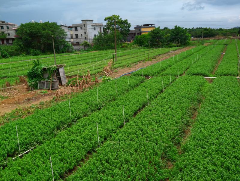 枸杞叶，纯叶子，即煮即食菜用枸杞叶子，纯叶子，直接下汤。