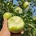 青苹果树苗嫁接苹果树苗澳洲青苹果苗昭通青苹果南北方可种植